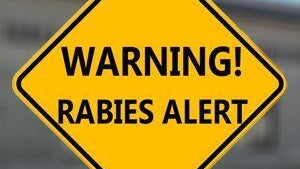 Officials urging caution after person comes into contact with rabid dog in Hall County — Savannah Health news